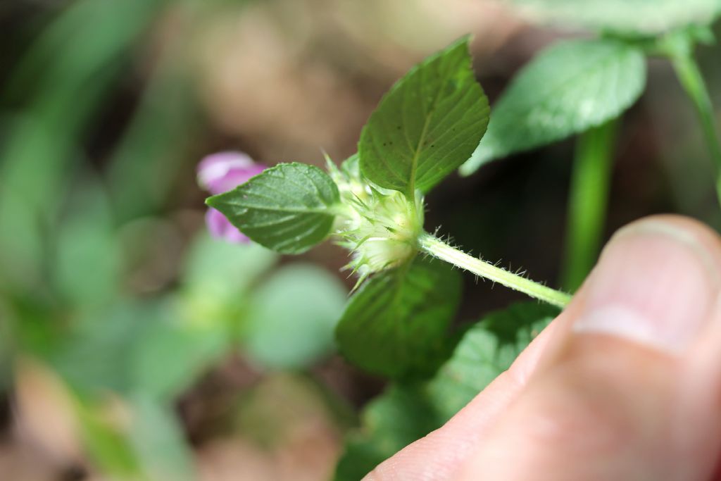 Galeopsis pubescens?